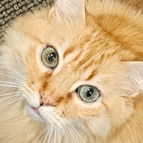 Lincoln in the key of (C) 1