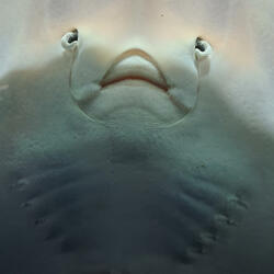 Le désespoir remixed