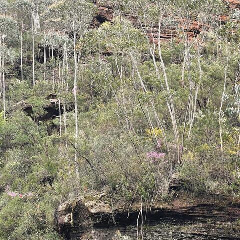 Grand Canyon (Blue Mountains, NSW)