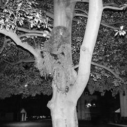 trees. (feat. TRESHINO)