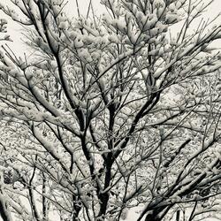 Winter Brings