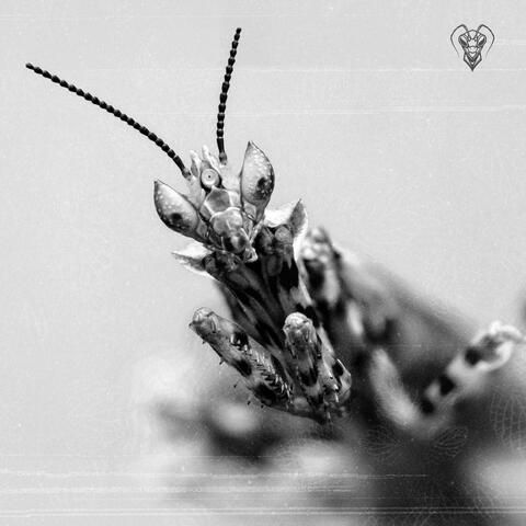 GIANT INSECTS