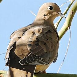 Mourning Dove You're Always There