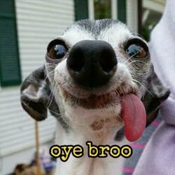 Oye bro ¿que pasa bro?