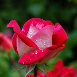 butte rumal by Surendra Mamba/Shasi kala Moktan