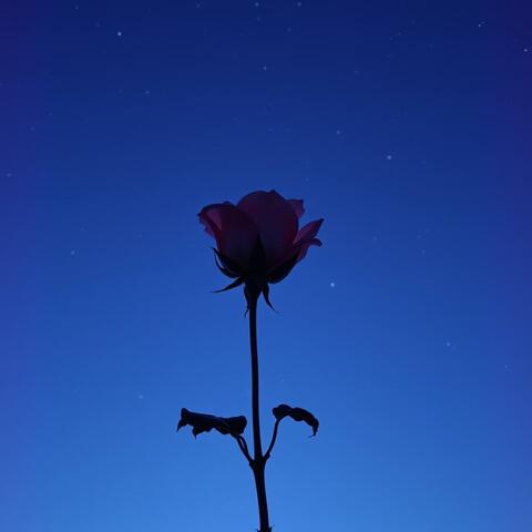 a rose in the sky