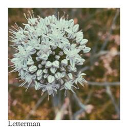 Rob Rieners' Weimaraners