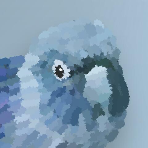 Conure
