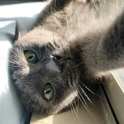 Arnold The Cat