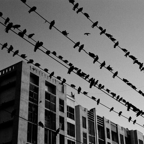 phlight of the phrozen phoenix