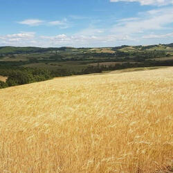Spighe di grano maturo (Ears of ripe wheat)