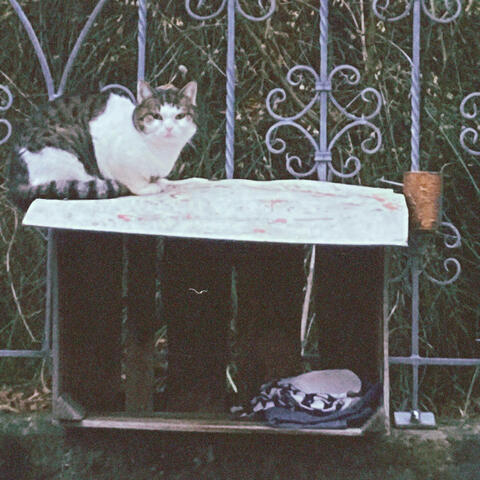 Cat Sitting On A Wooden Box
