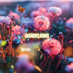 Dandelions