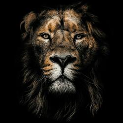 Lions (feat. Gymee Blak)