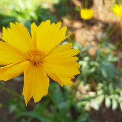 Minha Princesa e Flor