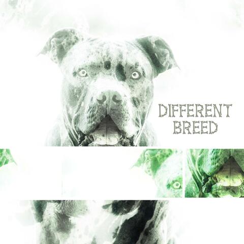 Different Breed (Instrumental)