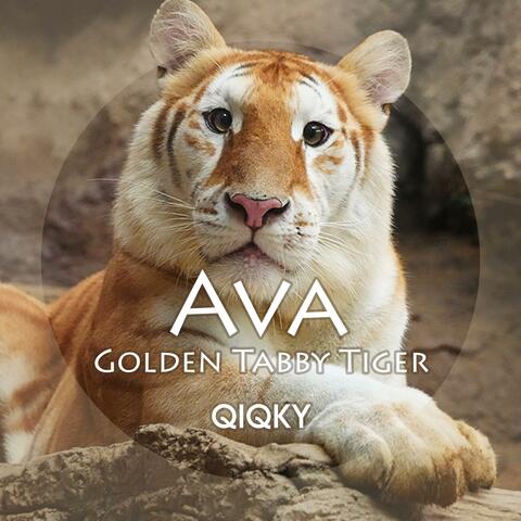 Ava (Golden Tabby Tiger)