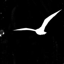 AERIALS (feat. Dizz & Corey James & LeoInTheBooth)