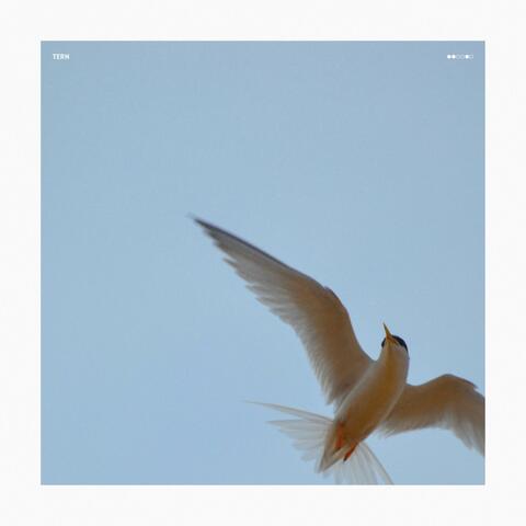 Tern
