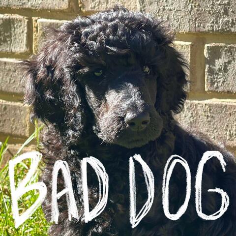 Bad Dog