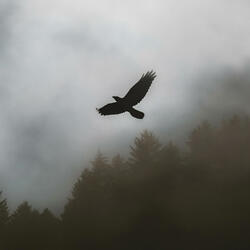 Hajredin Pasha (Edona Llalloshi)