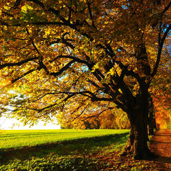 Joyous Autumn (Original Motion Picture Soundtrack)