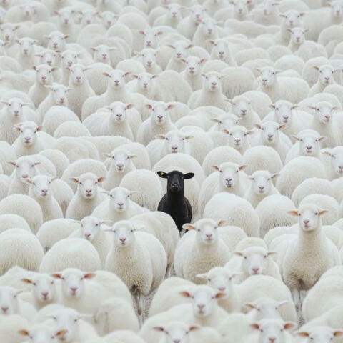 Black Sheep