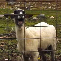 Goat Sound Effect (FREE).wav