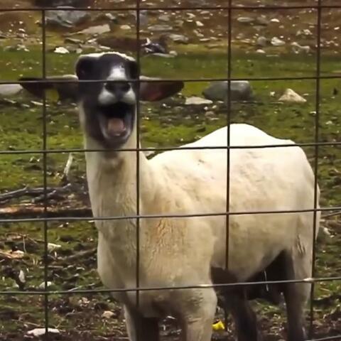 Goat Sound Effect (FREE).wav