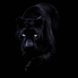 on da hunt/on da prowl