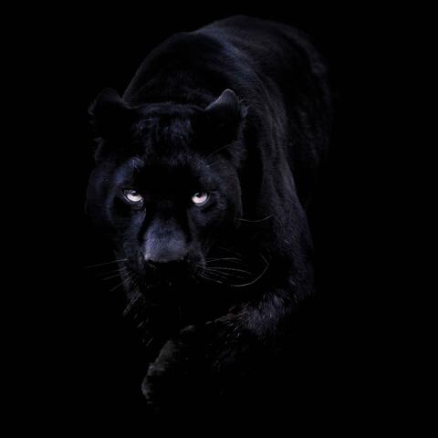 on da hunt/on da prowl