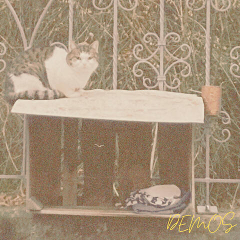 Cat Sitting On A Wooden Box (Demos)