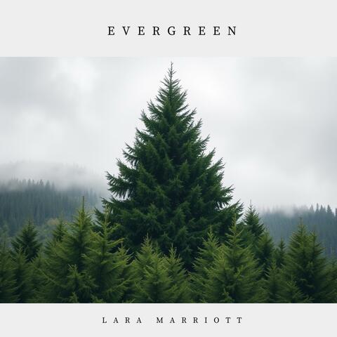 Evergreen