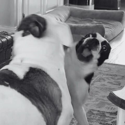 Canines
