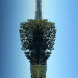 A Vangel Is Losing A Wing