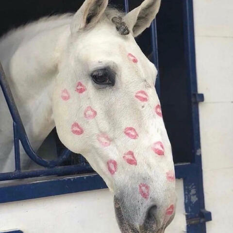 HabHiT