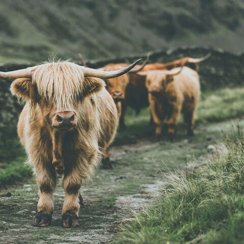 Cuddly Cow