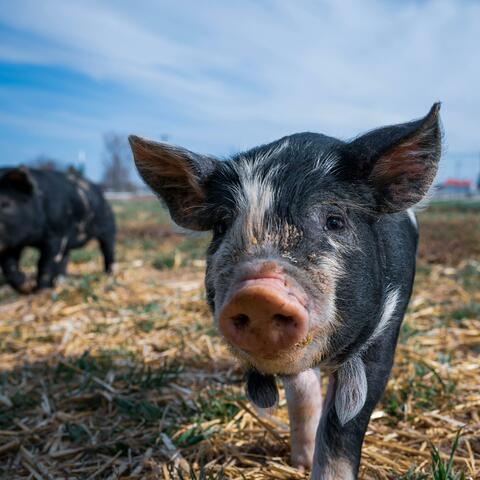 Oink