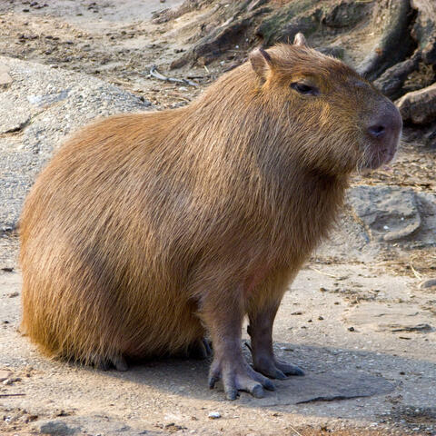 Capybara Campfire