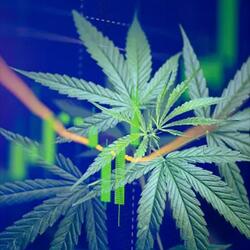 Loonybuggin X Lozii ~ gamble