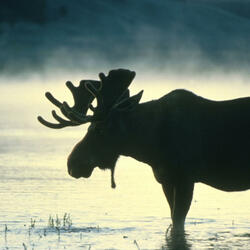 Antlers in the Moonlight