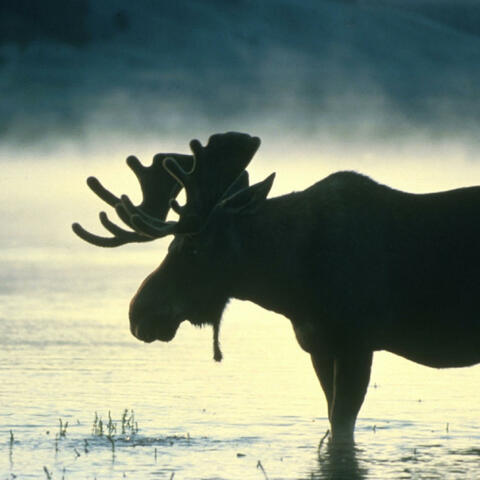 Antlers in the Moonlight