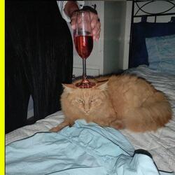 addio gattos