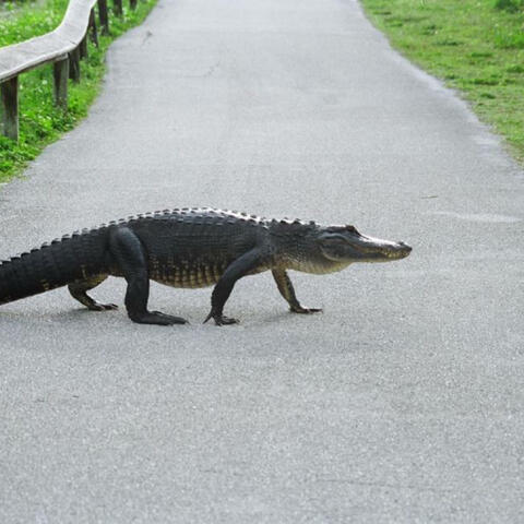 Gator on the Go