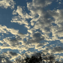Angels Fill the Skies by Nancy Vencill