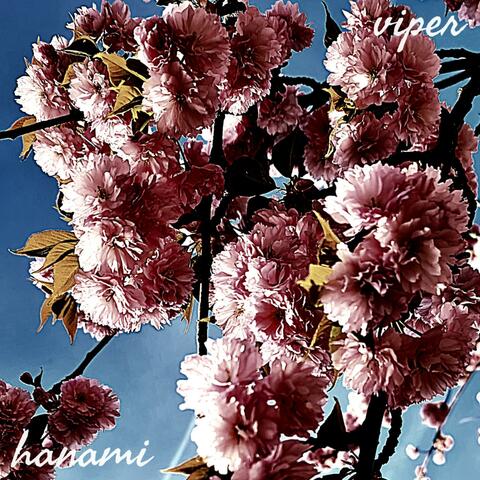 kirschblüten