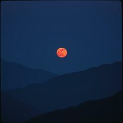 꽃잎의 서약