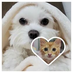 거리의 고양이 신사