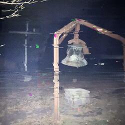 Bone White Grove