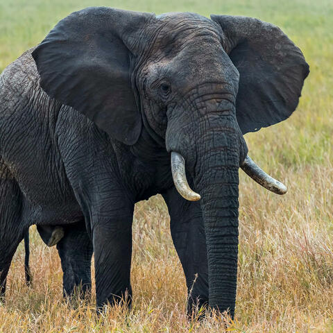 Trunks Up